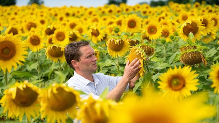 Betriebsleiter Dr. Christian Littmann prüft den Sonnenblumenbestand, deren Ernte in den kommenden Wochen ansteht.