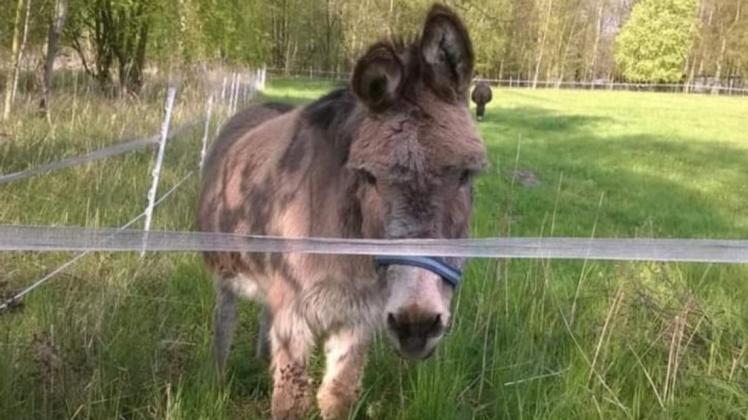 Esel Benjamin ist seit Sonnabend verschwunden. Die Besitzer suchen ihn verzweifelt.