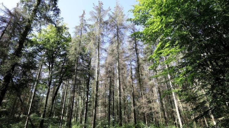 Absterbende Sitkafichten stehen im Revier Steinfelder Holz des Forstamtes Billenhagen bei Rostock, an den Seiten stehen grüne Buchen. Absterbende Sitkafichten stehen im Revier Steinfelder Holz des Forstamtes Billenhagen bei Rostock, an den Seiten stehen grüne Buchen.