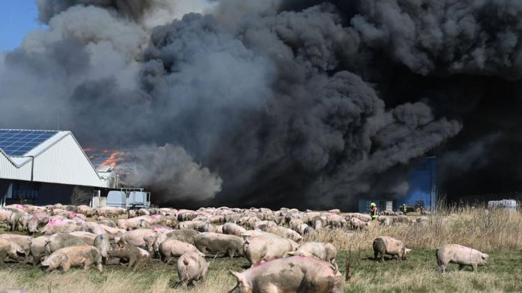 In einem großen Schweinezuchtbetrieb in Alt Tellin war Ende März ein Feuer ausgebrochen.
