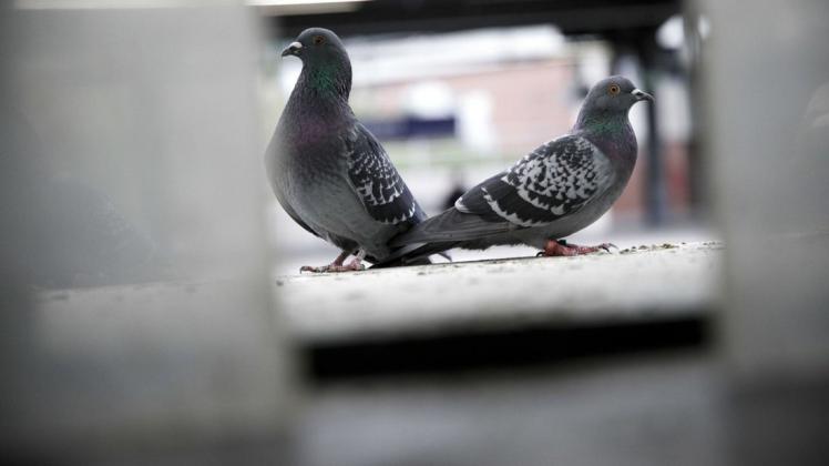 Tauben sorgen für Ärger im Parchimer Weststadt-Center