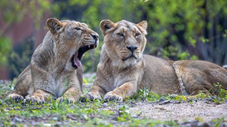 Zwei der insgesamt vier neuen Asiatischen Löwen liegen im Freigelände des neuen Rote-Liste-Zentrums im Schweriner Zoo.