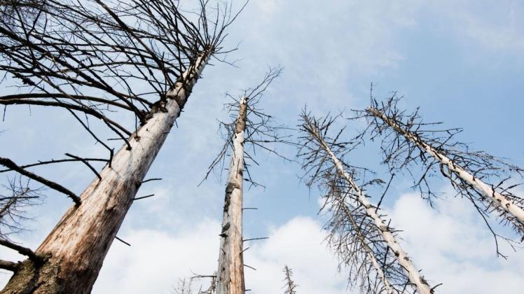 Borkenkäfer und andere Schädlinge lassen Bäume sterben. Der Klimawandel schwächt die Bäume.