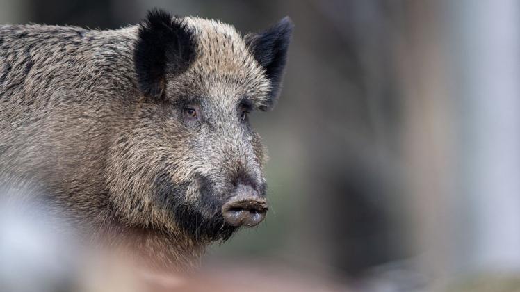 Dänemarks letztes Wildschwein tot? Seit dem Abschuss hat die Naturbehörde keine weiteren Tiere mehr über Wildkameras ausmachen können.