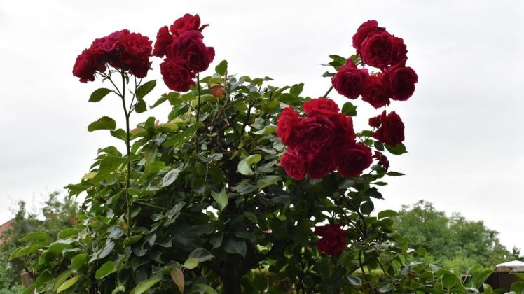 Adolf Burmester hat ein Händchen für Pflanzen. Der Hingucker auf seiner mit Exoten gespickten Terrasse sind aber Rosen, die aus einem Prosecco-Baum wachsen.
