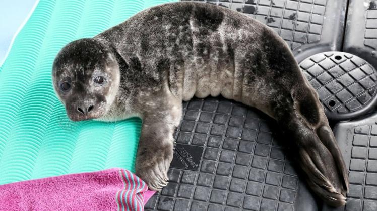 Im Robbenforschungszentrum Warnemünde liegt ein etwa eine Woche altes Jungtier in einem provisorischen Gehege.