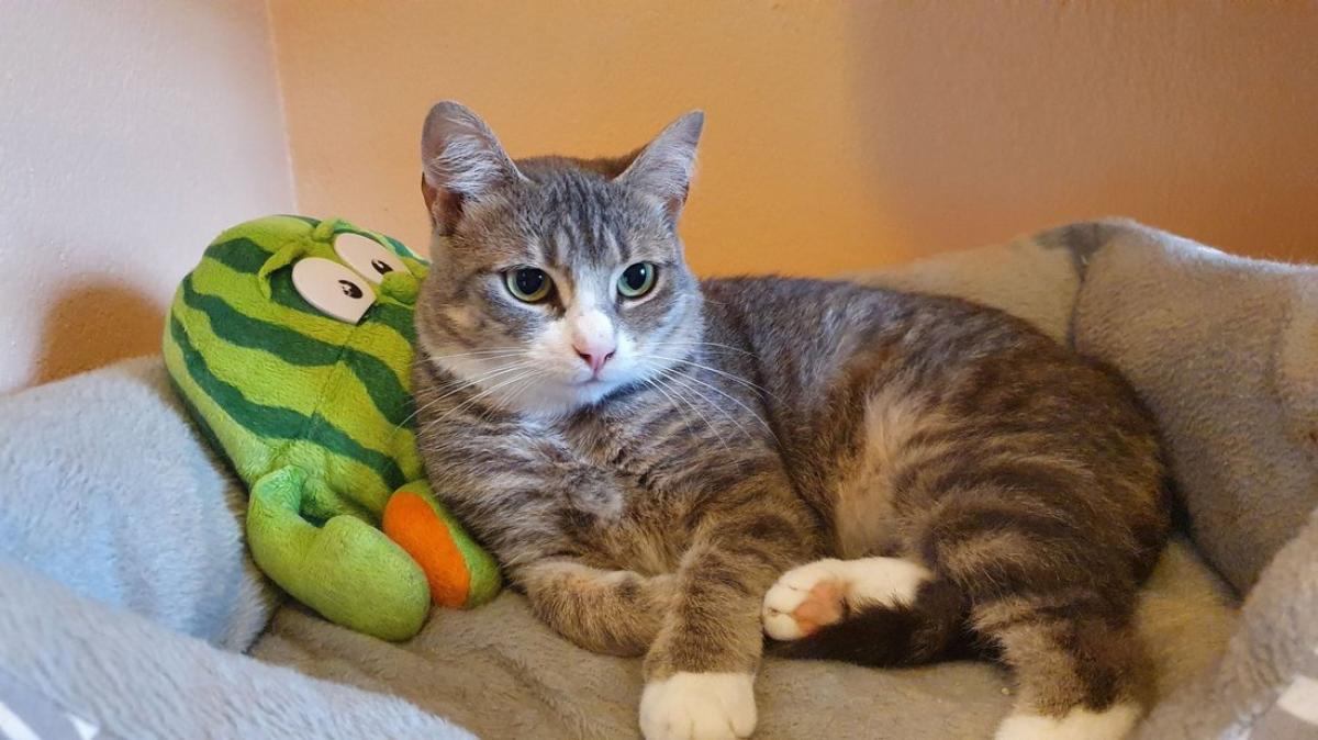 Katze „Elise“ sucht ein neues Zuhause SHZ Katze „Elise“ sucht ein neues Zuhause SHZ