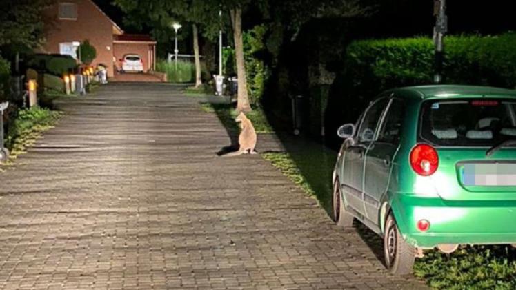 Ein Känguru ist in der Nacht in Delmenhorst gesichtet worden. Nun bittet die Polizei um Mithilfe bei der Suche nach dem Tier.