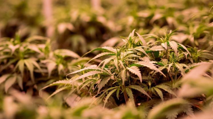 Medizinisches Cannabis in Apotheken kommt jetzt erstmals von deutschen Plantagen.