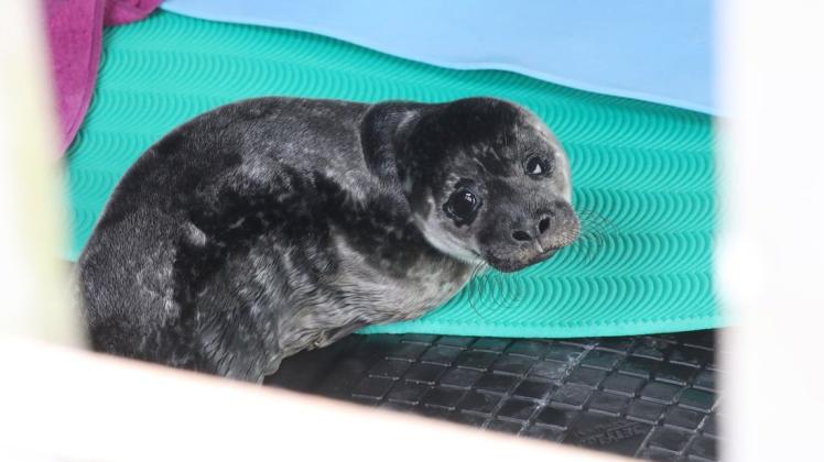 Das in der vergangenen Woche im Robbenforschungszentrum in Hohe Düne aufgenommene Robbenbaby entwickelt sich gut und heißt mittlerweile Anton.