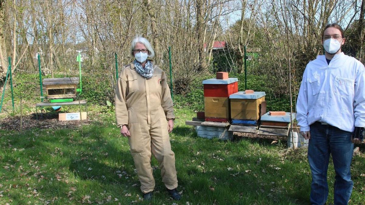 Diese Folgen hat die Amerikanische Faulbrut