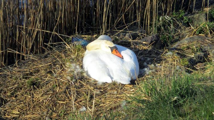Ein Höckerschwan auf seinem Nest in der Böschung des Nord-Ostsee-Kanals.
