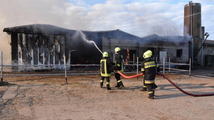 Einsatz in Kuhlen: Feuerwehrleute löschen einen brennenden Kuhstall.