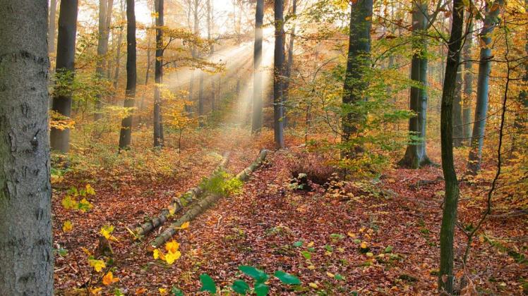 „Herbst in Krevinghausen“ heißt diese Landschaftsfotografie von Felix Hastrich. „Zufällig hatte ich die Kamera im Auto, als ich die aufgehende Sonne durch den nebeligen Wald scheinen sah“, so der Hobbyfotograf zur Entstehung.