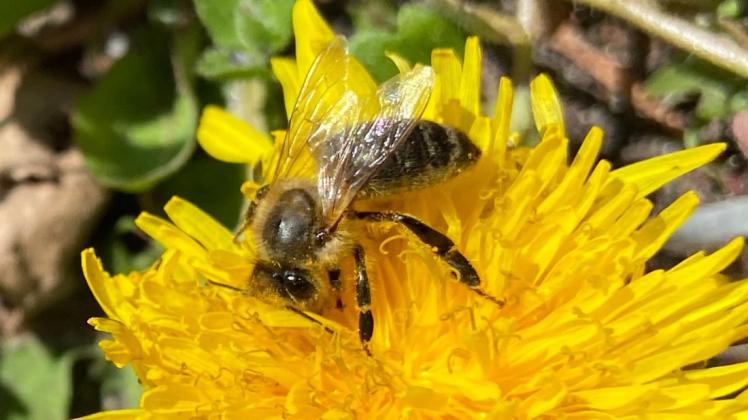 Die Blüten des Löwenzahns locken Bienen  an.