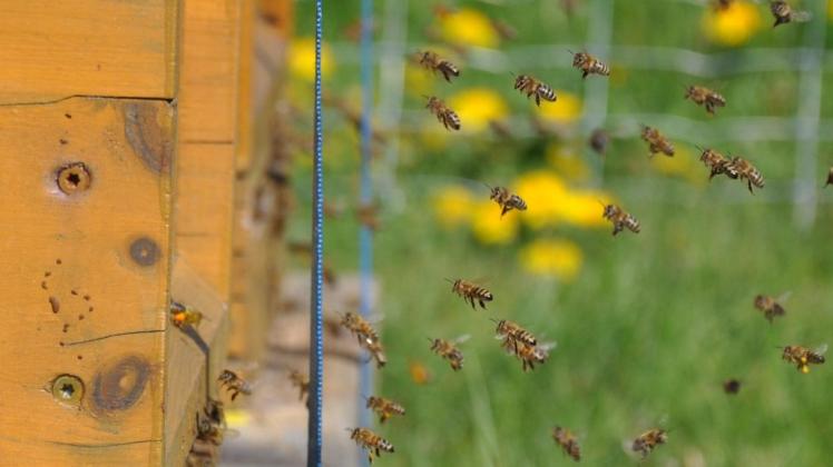 Seit einer Woche stehen vor dem Natureum mitten in der Stadt Bienenkästen. Um die Bienen kümmert sich Imker Dietrich Ohnesorge aus Neu Lüblow.