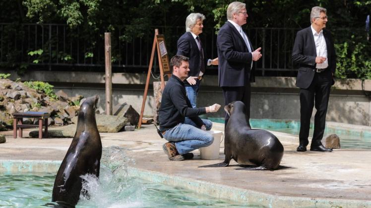 Unser Archivbild zeigt (von links) Zookurator Andreas Wulftange, Zoogeschäftsführer Andreas Busemann, Wirtschaftsminister Bernd Althusmann (CDU) und Zoopräsident Fritz Brickwedde anlässlich der Übergabe des Förderbescheids im Juli 2020 bei den Seelöwen. Unser Archivbild zeigt (von links) Zookurator Andreas Wulftange, Zoogeschäftsführer Andreas Busemann, Wirtschaftsminister Bernd Althusmann (CDU) und Zoopräsident Fritz Brickwedde anlässlich der Übergabe des Förderbescheids im Juli 2020 bei den Seelöwen.