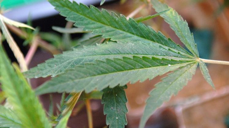 Rund 1800 Marihuana-Pflanzen mit dieser typischen Blattform hat die Polizei in einem ehemaligen Fitnesscenter in Bleckede entdeckt.