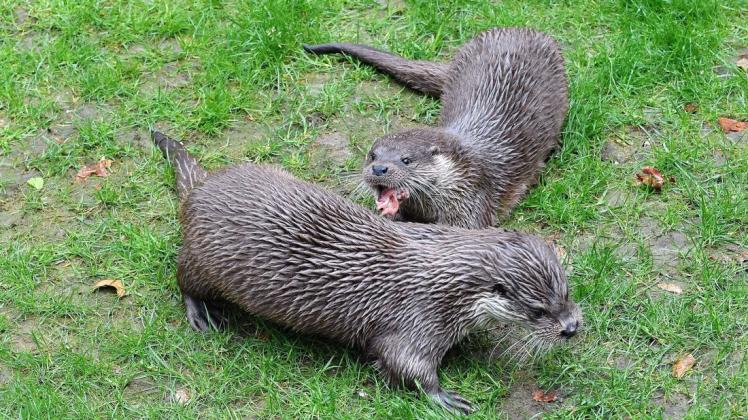 Nach der umfassenden Modernisierung des Ottergeheges haben die ersten beiden Europäischen Fischotter aus Schweden im Zoo Rostock ihr neues Quartier bezogen.