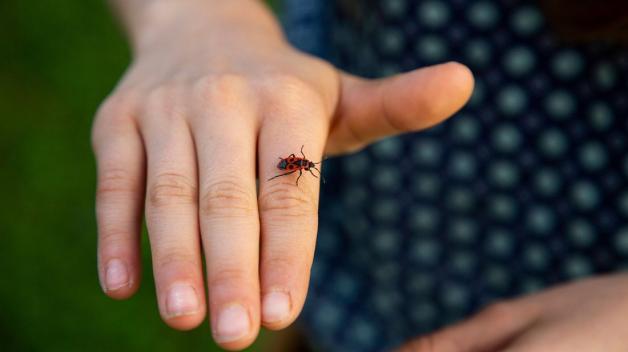 Feuerwanzen sind völlig ungefährlich für den Menschen. Probieren Sie es doch einfach mal aus und nehmen eine auf die Hand.