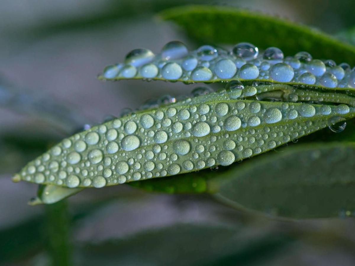 Auf diese Pflanzen sollten Allergiker im Garten verzichten
