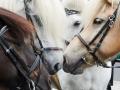 Was treibt Menschen an, die Pferde misshandeln?