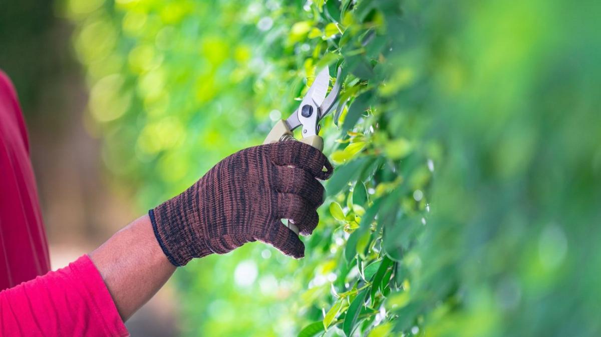 GartenTipps So gelingt HobbyGärtnern die perfekte Hecke