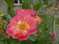 Kräftig Rosa mit leuchtend gelber Mitte: Herzogin Friederike macht strahlend auf sich aufmerksam inmitten eines Staudenbeetes.