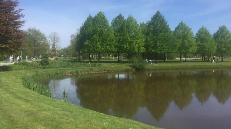 Schilf und Schwertlilien sollen die Ufer der Gewässer im Papenburger Stadtpark vermehrt zieren.