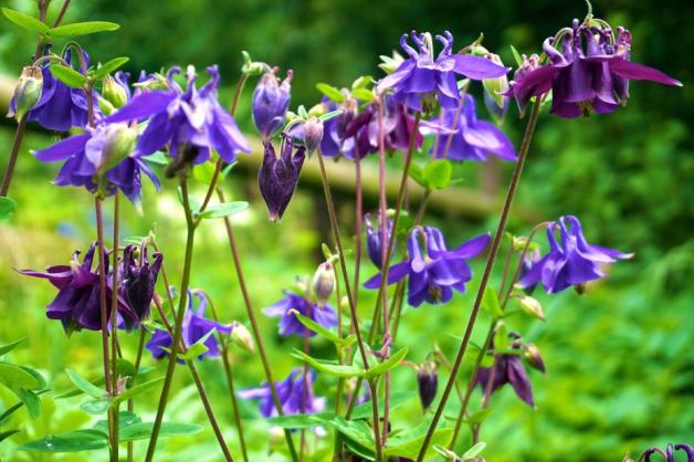 Kirschlorbeer, Rhododendron, Thuja: Immergrne Alternativen