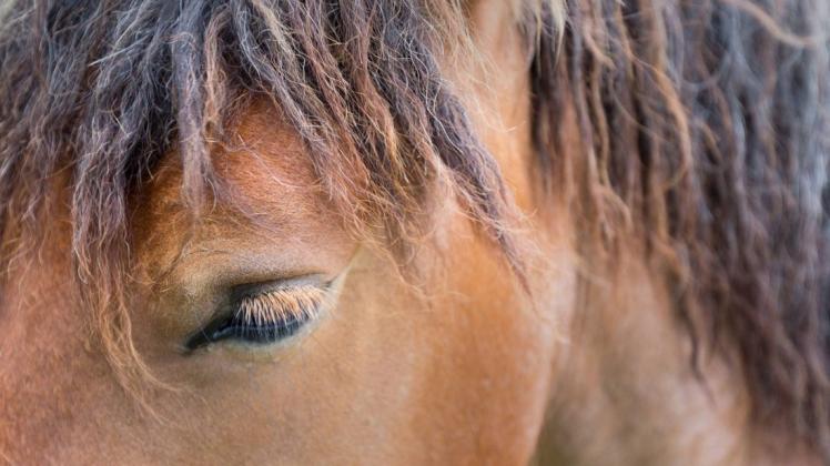 Im Internet finden sich Videos und Fotos gequälter Pferde