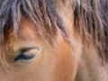 Im Internet finden sich Videos und Fotos gequälter Pferde