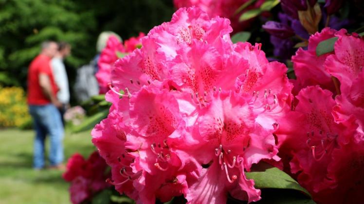 Bei Open-Air-Veranstaltungen im Rhododendronpark sollen Besucher zukünftig mit einer Überdachung vor Wind und Wetter geschützt werden.