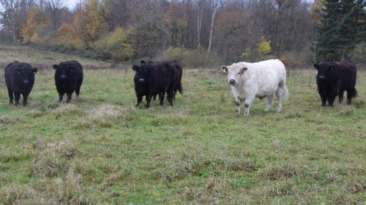 Galloway-Rinder könnten künftig im Neuenlander Moor weiden. (Symbolfoto)