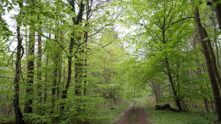 Staatliche Hilfen für nachhaltig bewirtschaftete Wälder haben in Mecklenburg-Vorpommer deutliche Wirkung gezeigt. Die Hälfte der Wälder im Nordosten ist mittlerweile nach den Standards von PEFC zertifiziert.