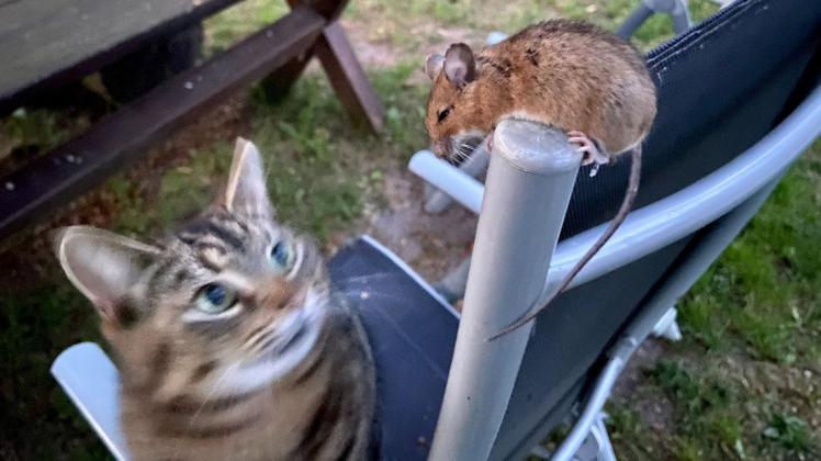 Auge in Auge saßen sich eine Katze und eine Maus auf einem Gartenstuhl gegenüber.