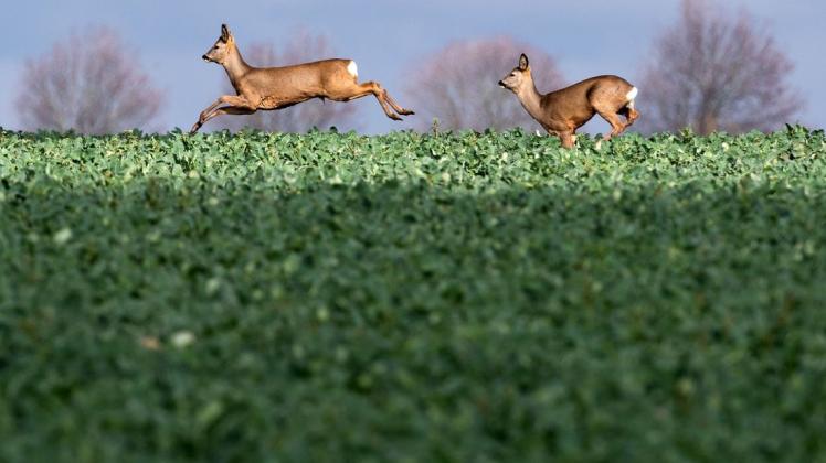 Rehe laufen über ein Feld: Die Wildtiere mögen am liebsten halboffene Landschaften.