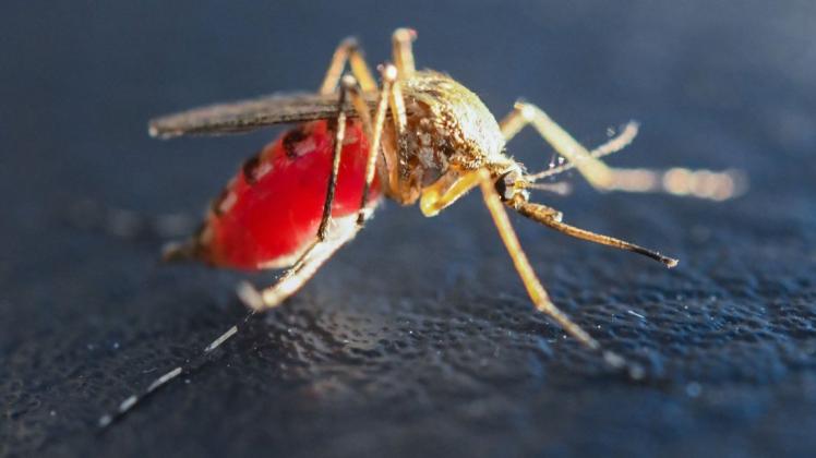 Nürnberger Forscher warnt: Jetzt kommt die Mückenplage.