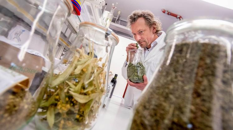 Von Kräutern umzingelt ist Professor Stollberg im Labor auf der Insel Poel. Mit ihnen experimentieren auch Wismarer Studenten der Verfahrens- und Umwelttechnik.