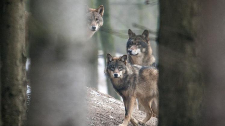 Wölfe Drei Wölfe in einem Wildtiergehege. In freier Wildbahn sorgen die Raubtiere immer wieder für Probleme.
