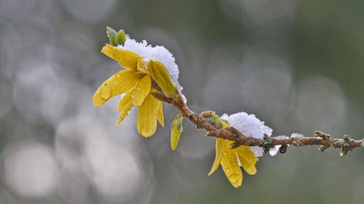 Diesen Frühlingsboten unter einer kleinen Schneedecke hat Uwe Meyer aus Lübtheen fotografisch festgehalten.