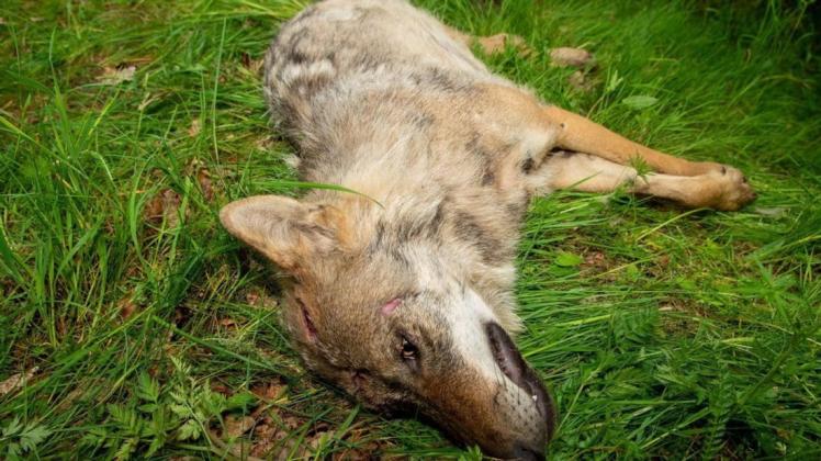 Schon sechs Wölfe sind im Emsland im Straßenverkehr gestorben. Das Archivbild zeigt einen Wolf aus Stavern.