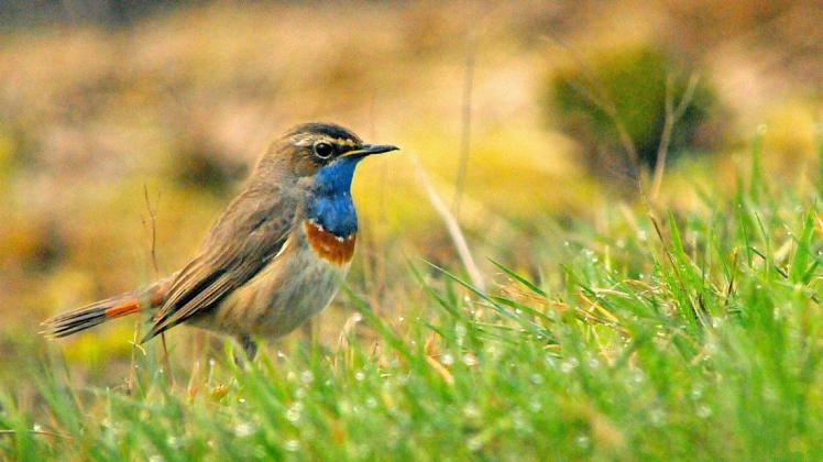Im Venner Moor können mit etwas Glück auch eher seltene Vögel beobachtet werden, wie hier ein Blaukehlchen. Im Venner Moor können mit etwas Glück auch eher seltene Vögel beobachtet werden, wie hier ein Blaukehlchen.
