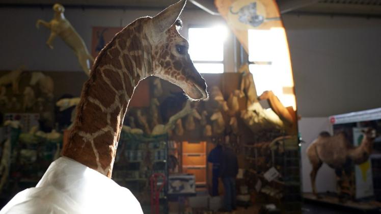 Eine präparierte Giraffe steht in Dortmund auf einer Jagdmesse am Stand eines Präperators. Großwildjäger aus Deutschland haben im vergangenen Jahr Hunderte im Washingtoner Artenschutzübereinkommen gelistete Tiere als Trophäen mit nach Hause gebracht.