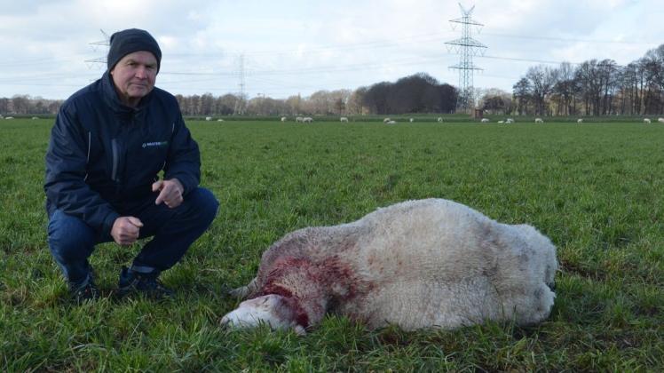 Schäfer Bernd Ziessow aus Hasbergen hat am Dienstagmorgen einen grausamen Fund in Schönemoor gemacht. Hat ein Wolf das Schaf gerissen?