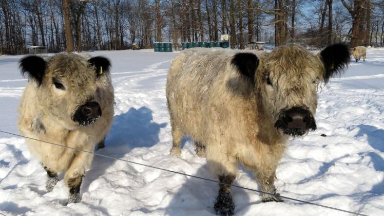 Die Galloway-Rinder sind absolut winterfest.