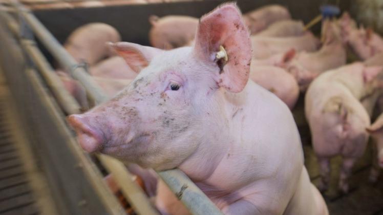 Mastschweine in einem Stall: Geht es nach der Borchert-Kommission sollen künftig alle Schweine in Deutschland mehr Platz, aber auch Zugang zu Frischluft haben.