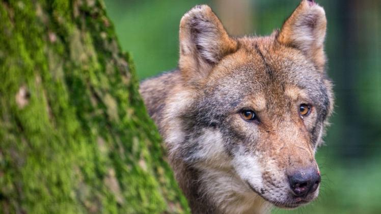 Die Anzahl der Wölfe in Norddeutschland nimmt zu, immer mehr Tiere müssen sich eigene Reviere suchen.