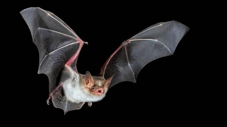 Fledermäuse werden als Ursprung des Coronavirus vermutet.