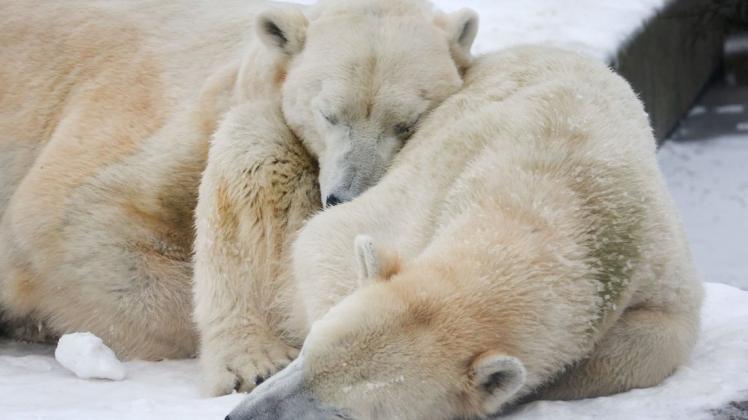 Ob auch Eisbären ein Vormittagsschläfchen schätzen, ist unklar. Manch Vater oder Mutter wahrscheinlich schon.